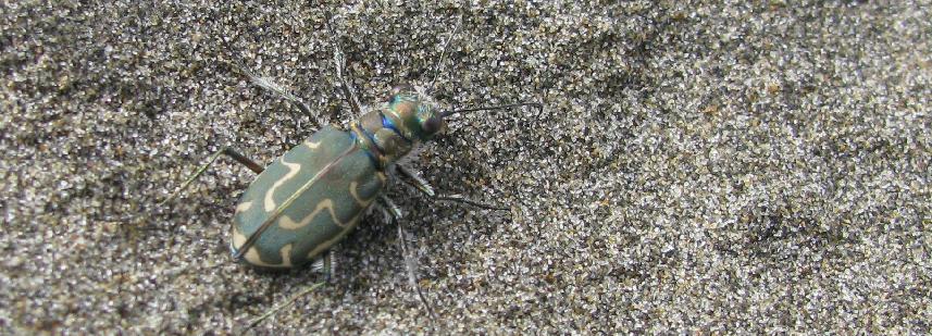 Cicindela hirticollis siuslawensis